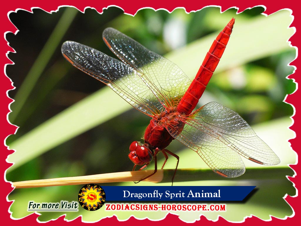 dragonfly-spirit-animal-meaning-symbolism-dreams-of-dragonfly-totem