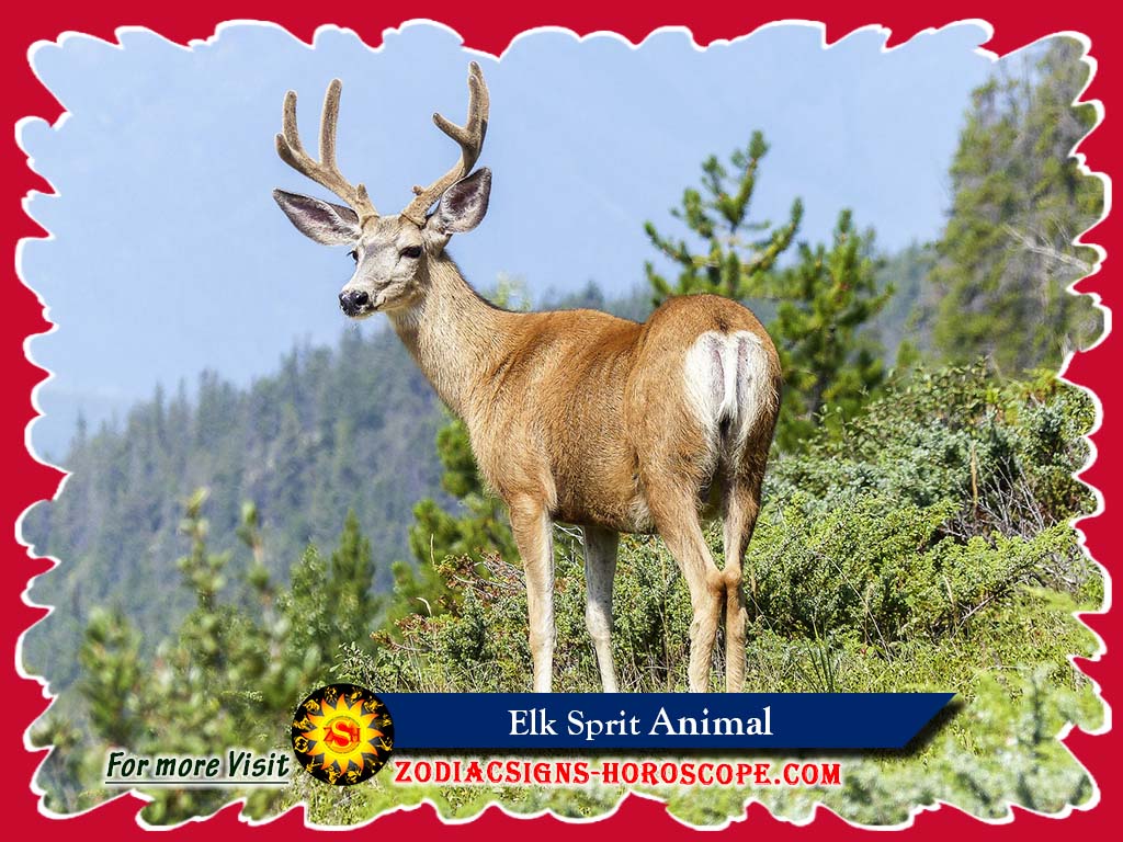 top-10-states-to-hunt-elk-in-the-usa-trail-camera-expert