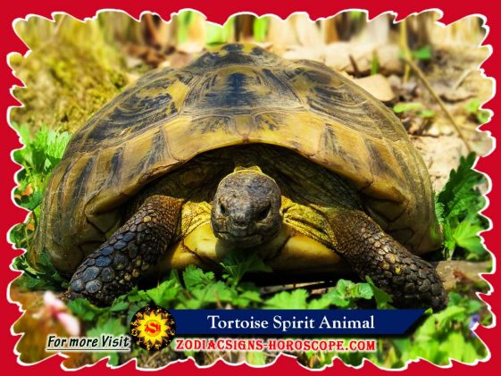 Tortoise Animal Totem: Meaning and Symbolism of Tortoise Spirit Animal