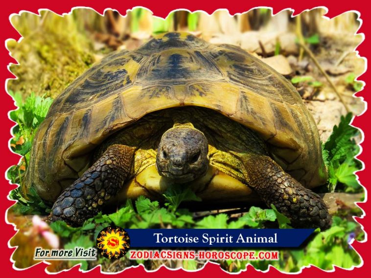 Tortoise Animal Totem: Meaning And Symbolism Of Tortoise Spirit Animal