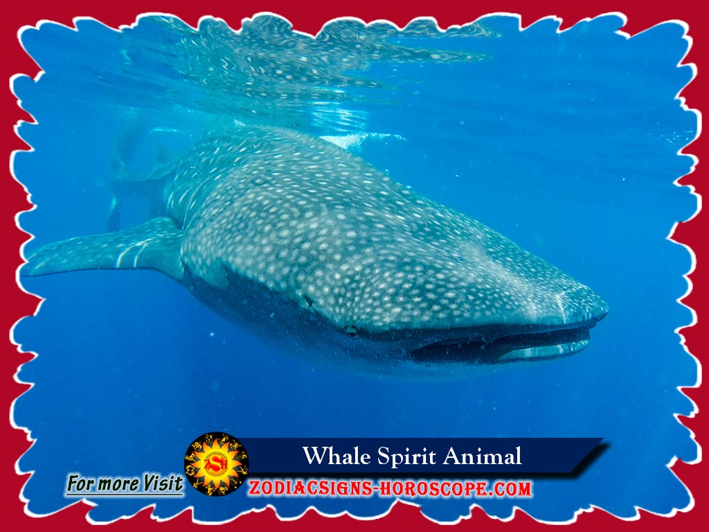 The Whale Spirit Animal Meaning Symbolism Dream Of The Whale Totem