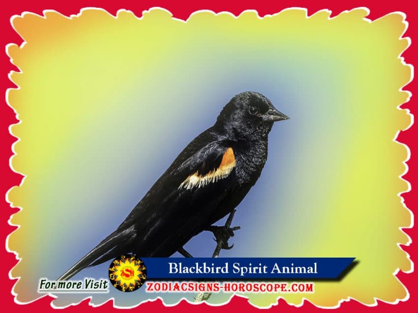 Blackbird Spirit Animal: Meaning, Symbolism, Dreams Of Blackbird Totem