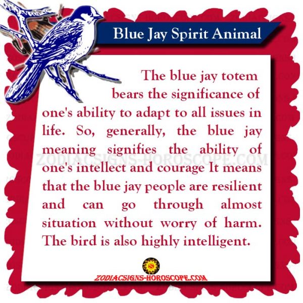 Blue Jay: Spirit Animal, Totem, Meaning, Symbolism and Dream | ZSH