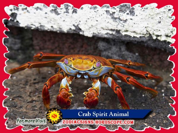 crab-spirit-animal-totem-meaning-symbolism-and-crab-dream-zsh