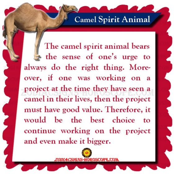 The Camel: Spirit Animal, Totem, Meaning, Symbolism and Camel Dream