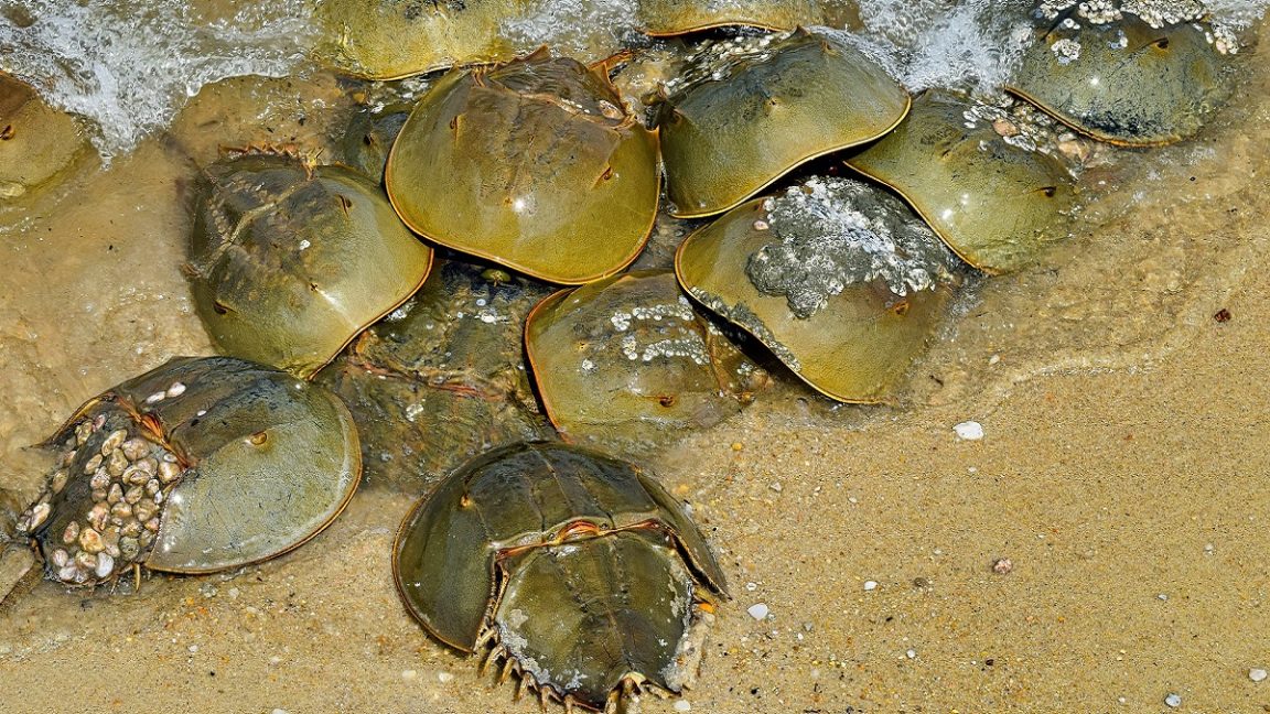 Horseshoe Crab Spirit Animal Totem, Meaning and Symbolic Significance