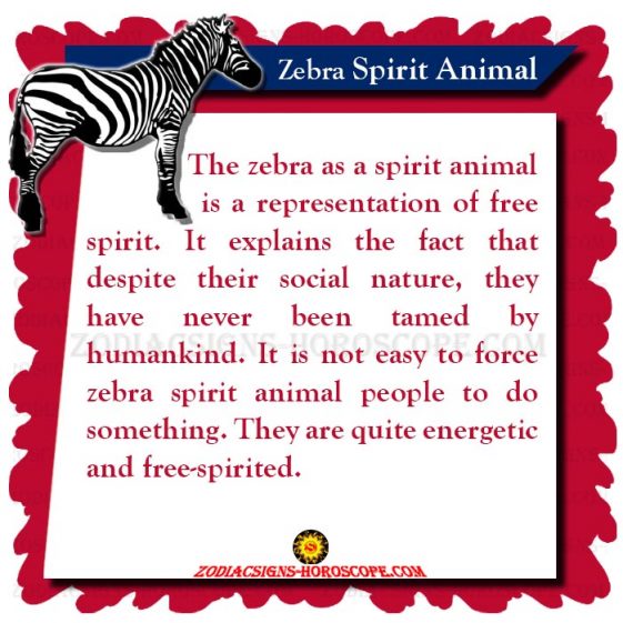 The Zebra Spirit Animal: Meaning, Symbolism and Dreams of Zebra Totem