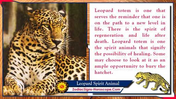 Leopard Spirit Animal: Meaning, Symbolism, Significance & Dreams | ZSH