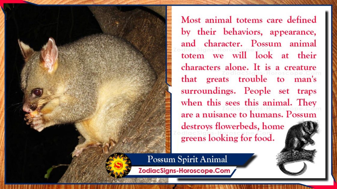 Possum Spirit Animal: Totem, Meaning, Messages and Symbolism | ZSH