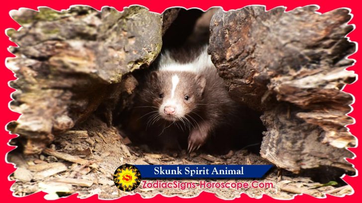 Skunk Spirit Animal Meaning And Symbolism Skunk Animal Totem ZSH   Skunk Spirit Animal 1 728x409 