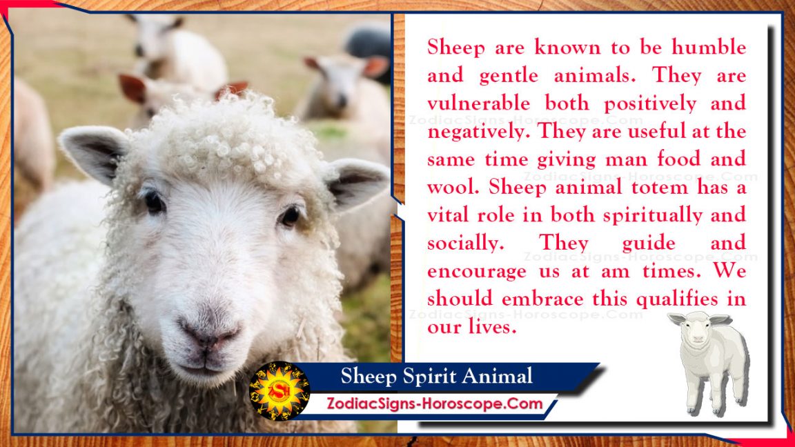 Sheep Spirit Animal: Totem, Meaning, Messages and Symbolism | ZSH