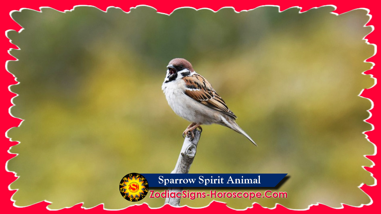 Sparrow Spirit Animal: Meaning, Messages And Symbolism | ZSH