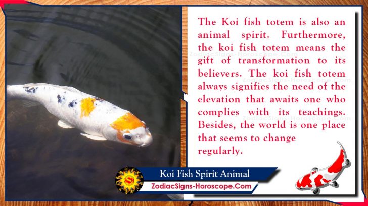 Koi Fish Spirit Animal: Totem, Meaning, Symbolism and Dreams | ZSH