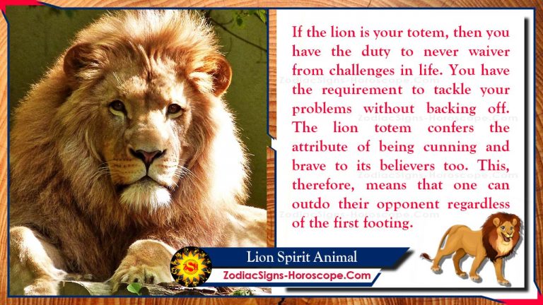 lioness characteristics