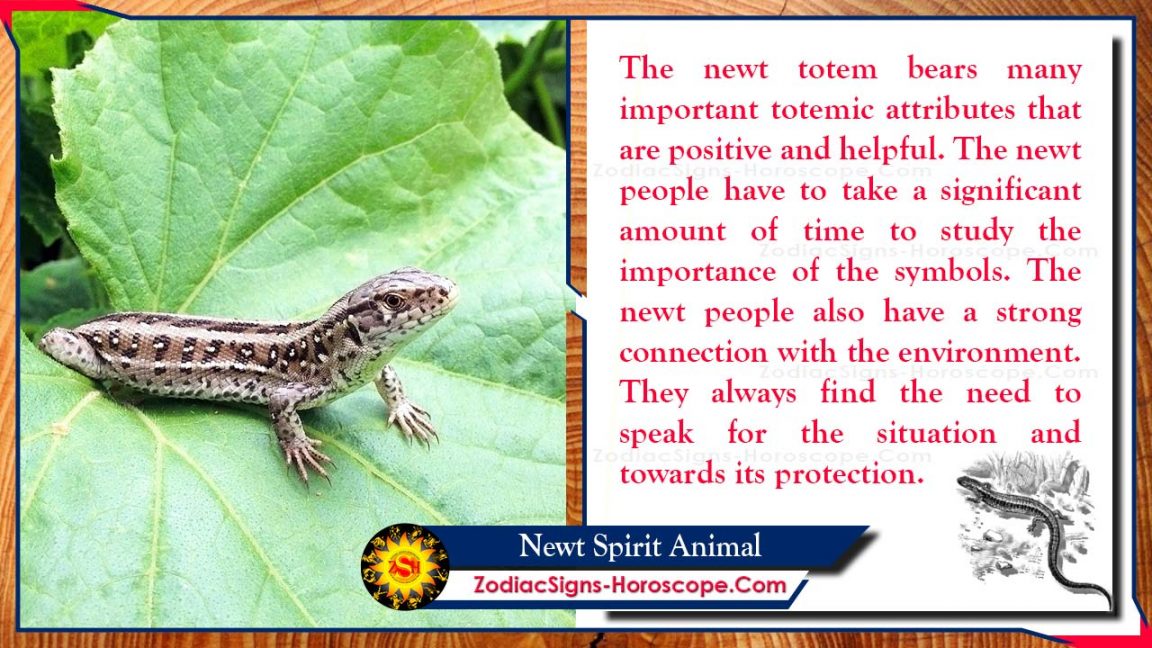 Newt Spirit Animal: Totem, Meaning, Symbolism and Dreams | ZSH