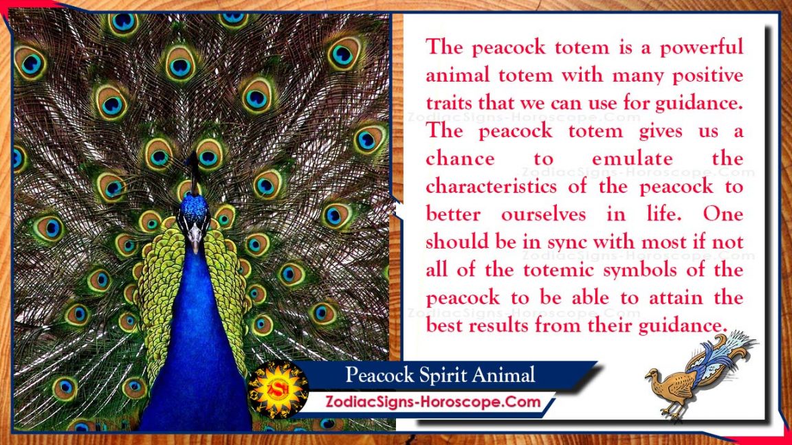 Peacock Spirit Animal: Totem, Meaning, Symbolism And Dreams | ZSH