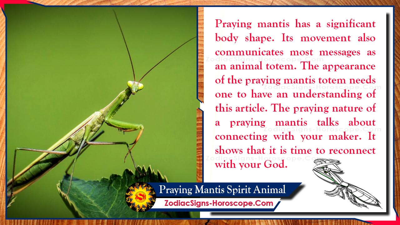 Praying Mantis Spirit Animal Totem Meaning Messages And Symbolism   Praying Mantis Sprit Animal 