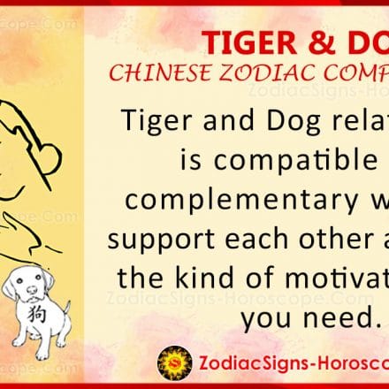 Tiger and Pig Chinese Zodiac Compatibility: Love and Relationship | ZSH