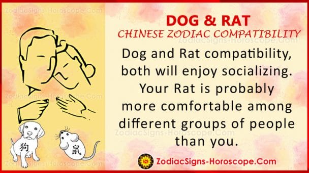 Dog and Rat Compatibility: Chinese Zodiac Traits and Love Compatibility