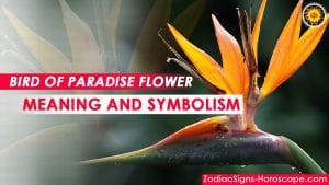 Bird of Paradise Flower Meaning and Symbolism | Flower Symbolism