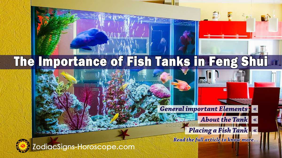 The Importance of Fish Tank in Feng Shui to Get Positive Energy ...